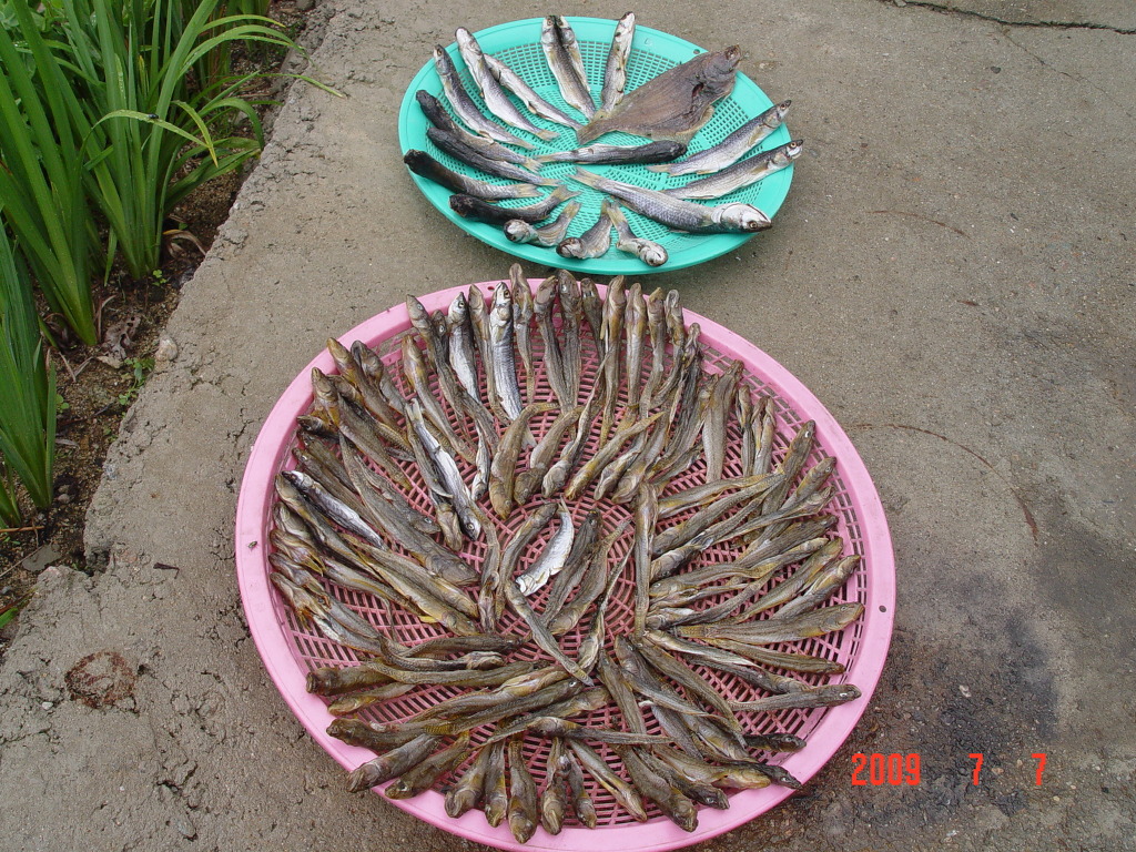 바다고기 이미지