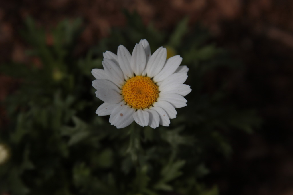 연수꽃식물원 이미지