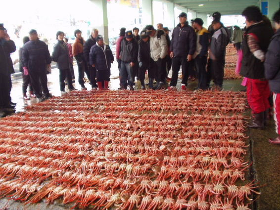 동해안붉은대게 이미지