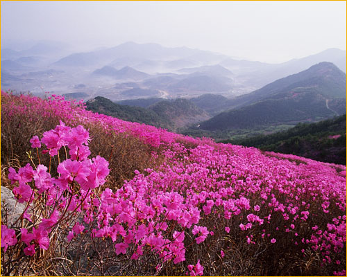 법인숲과숲사이 이미지