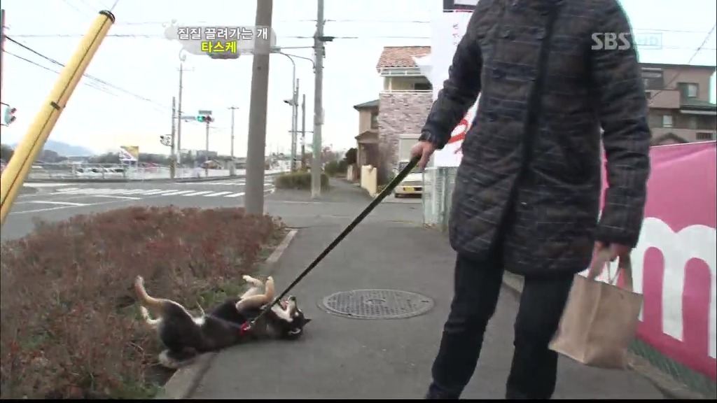 [동물농장] 목줄로 질질 끌려다니는 개.JPG | 인스티즈