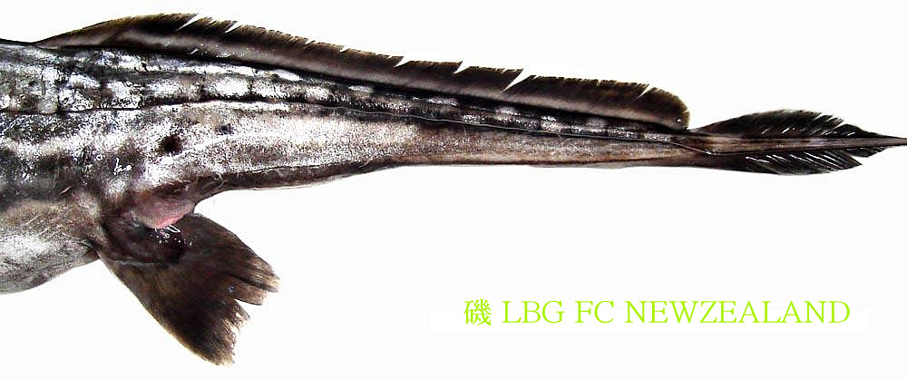 20757B554D4ECCE510E630