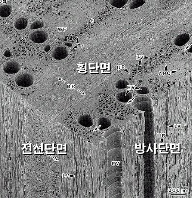 본구조 이미지