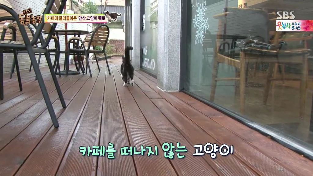 동물농장 [카페에굴러들어온고양이렉토] | 인스티즈