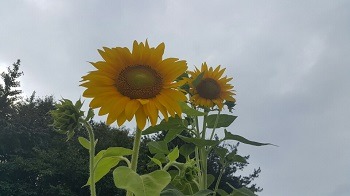 두눈 이미지