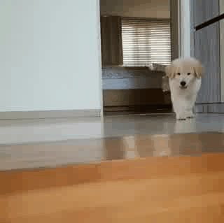 강아지 gif | 인스티즈
