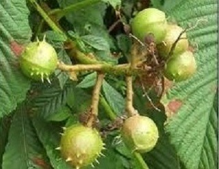 마로니에 이미지