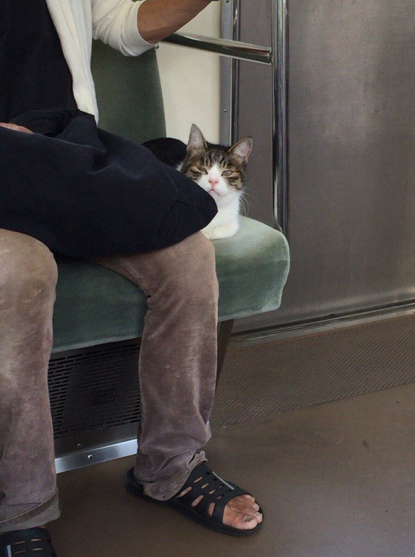 자기 혼자 전철타고 다니기를 즐긴다는 고양이.jpg | 인스티즈