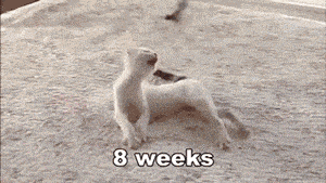 장애있는 고양이의 걸음 배우기 | 인스티즈