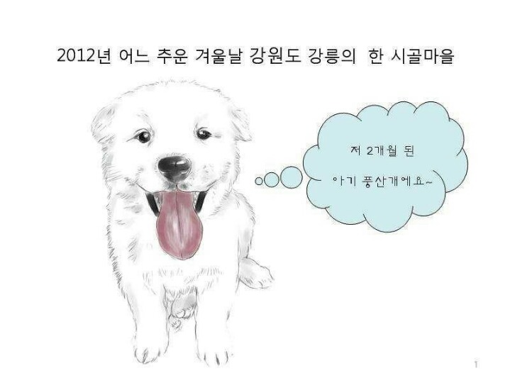 치매 할아버지를 구한 풍산개 | 인스티즈