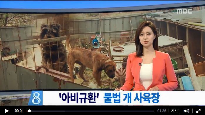 안락사없는 보호소 내사바가 철거를 앞두고 모자른 공사모금비 모금중이에요ㅠㅠ 냥이사료,목줄,모기향 등도 부족해요 (불법개사육장에서 구조된 아이들 이야기) | 인스티즈