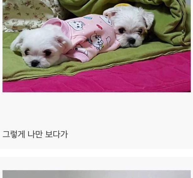 강아지 키우면 생기는 일 게시글의 진실 | 인스티즈