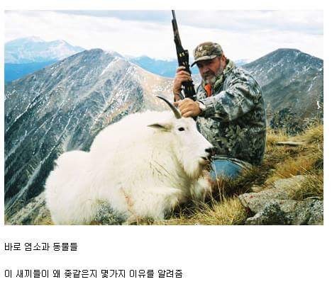 바보같은 동물.jpg | 인스티즈