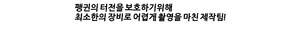 펭귄한테 역관광 당한 사람들 | 인스티즈