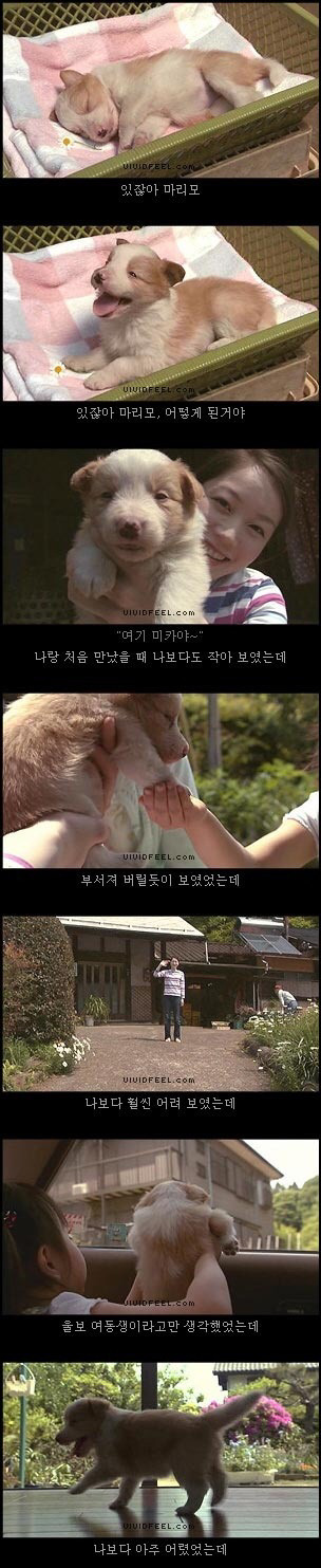 [눈물주의슬픔주의] 강아지의 일생 | 인스티즈