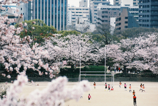  일본의 봄 분위기 vs 여름 분위기 | 인스티즈