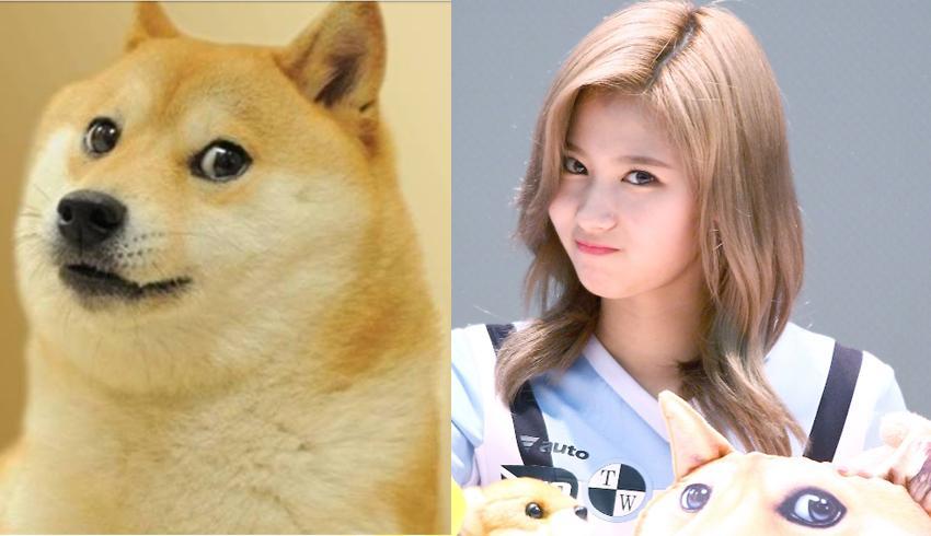시바견이 사나인지 사나가 시바견인지 | 인스티즈