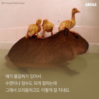 동물들중에 제일 친화력 좋은 친구 '카피바라' | 인스티즈