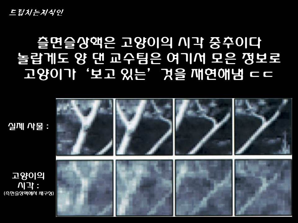 어마어마한 일들을 하고 있는 첨단 뇌공학 | 인스티즈