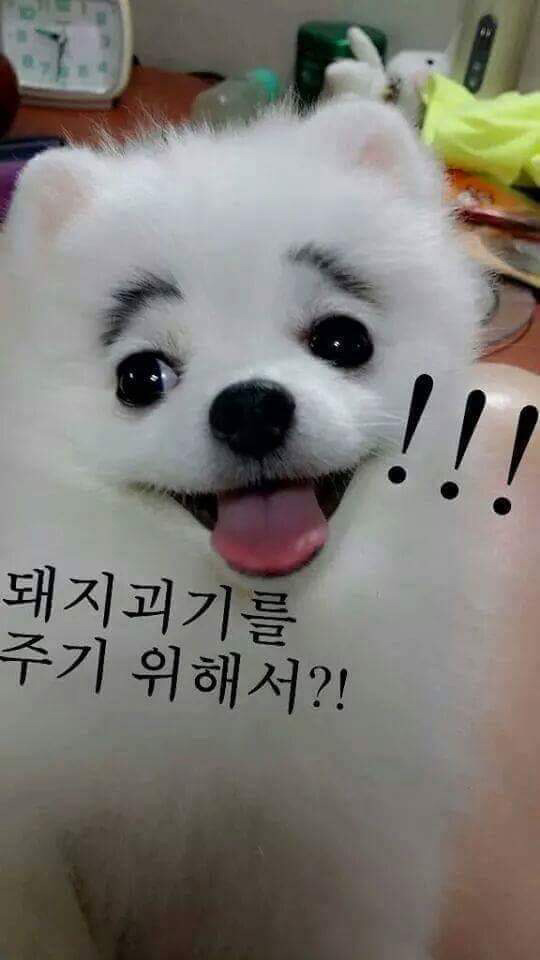 주인이가 나를 키우는건... | 인스티즈