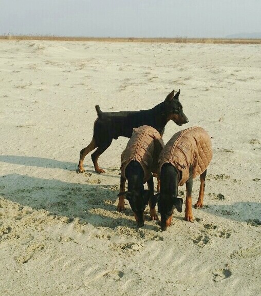바론 이미지
