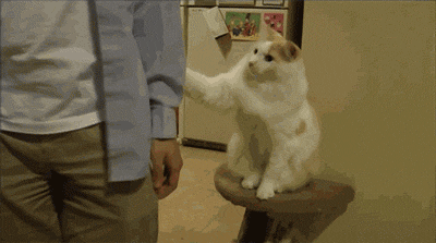 주인 만져줭.gif | 인스티즈