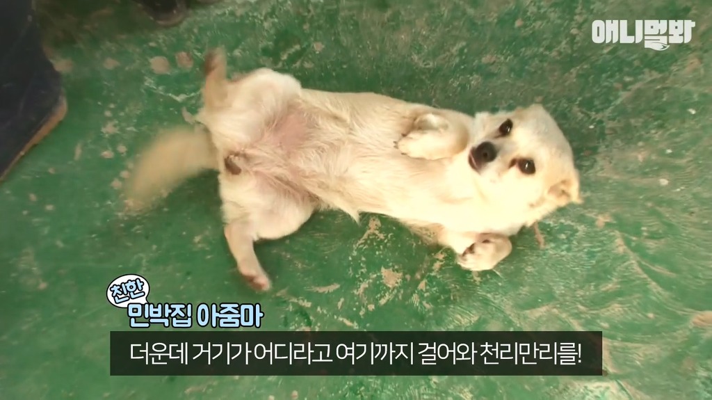 혼자 버스타고 지인 만나러가는 강아지 | 인스티즈