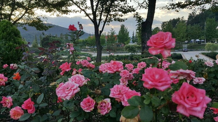 오만가지 이미지