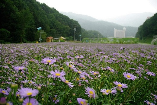 벌개미취 이미지