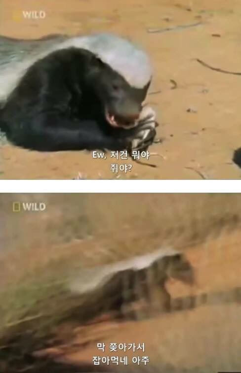 벌꿀오소리는 x도 신경 안쓴다구 | 인스티즈