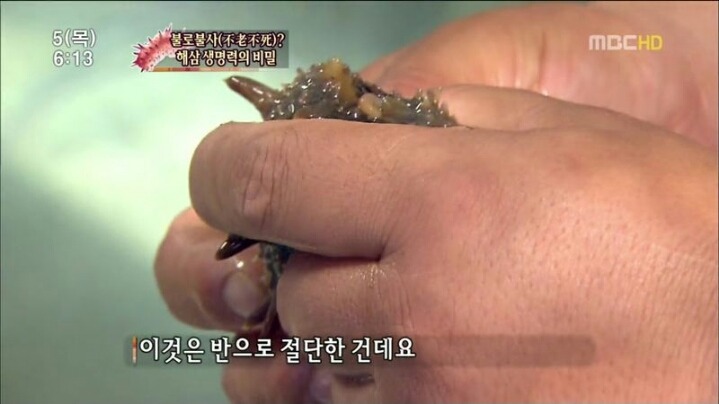 해삼의 미스테리.jpg | 인스티즈