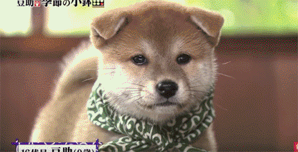 [테이터주의] 일본 교양 프로그램 마스코트인 애기 시바견.gif | 인스티즈