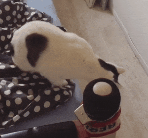 두다리가 없이 태어난 새끼 길냥이 | 인스티즈