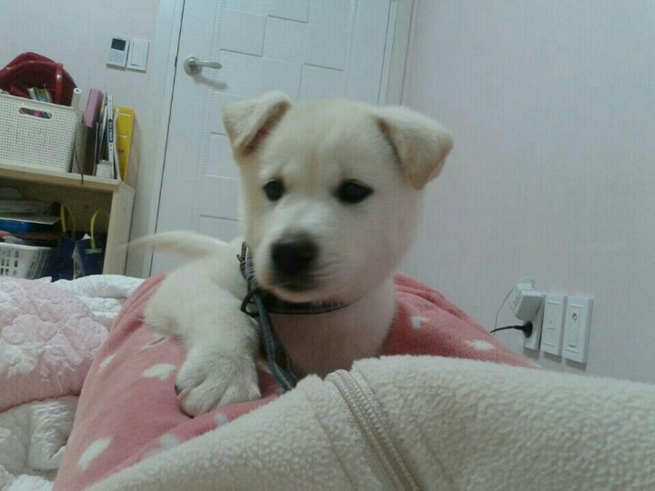 창녕 매실이 이야기를 아시나요?개소주가 되어서 돌아온 우리 매실이를 기억해주세요. 동물보호법강화를 위해 관심가져주세요 | 인스티즈