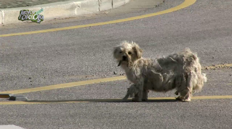 [세상에이런일이] 도로위에 망부석이 되서 주인을 기다리는 강아지.jpg | 인스티즈
