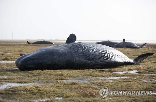 향유고래 이미지