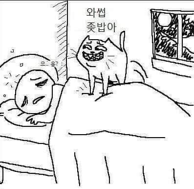고양이 공감 (욕주의) | 인스티즈