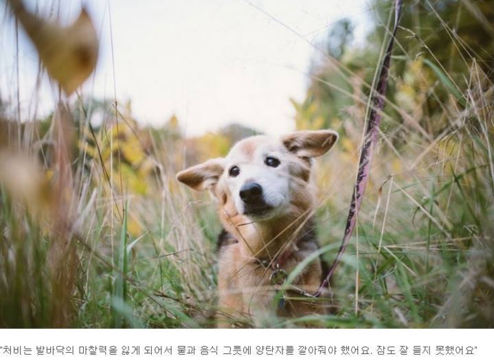 반려견과의 만남과 이별 과정.jpg | 인스티즈