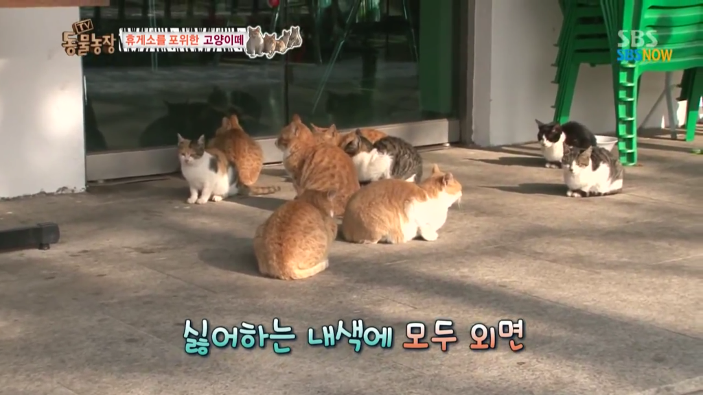확실한 김첨지의 나라 대한민국.jpg(feat.키우던 반려묘 버리지마세요ㅜㅜㅜ) | 인스티즈