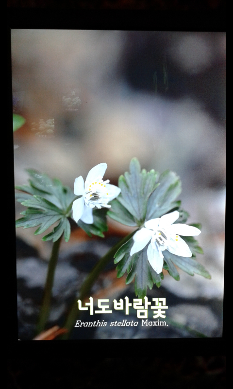 강원꽃식물원 이미지