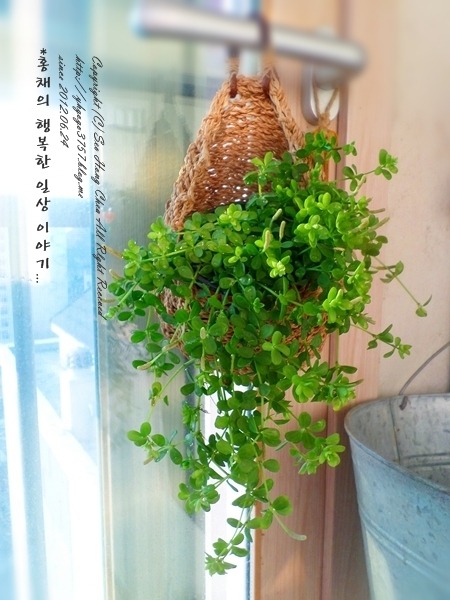 이사벨라 이미지