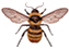 honybee.gif