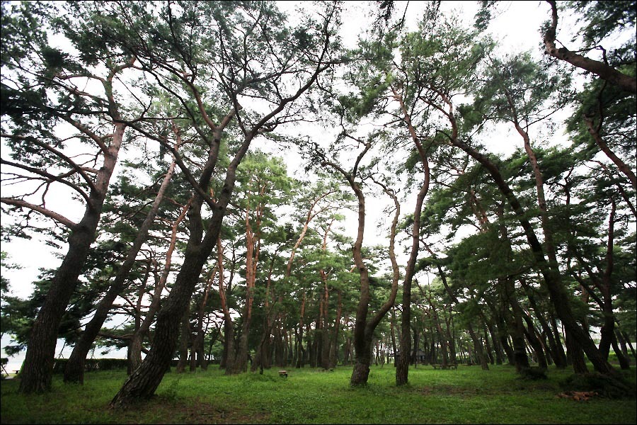 송림(松林) 이미지