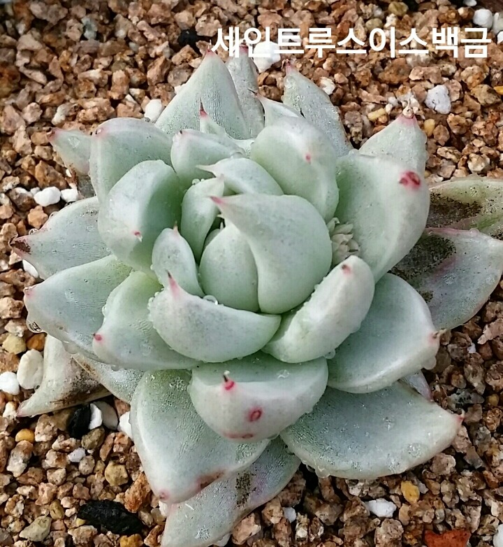 금땡이 이미지