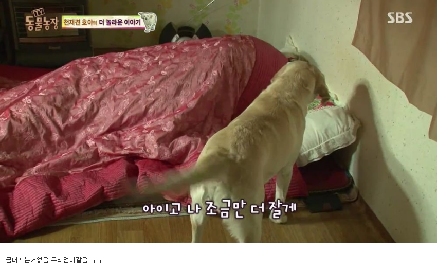 동물농장 완전 똑똑한 멍멍이 | 인스티즈