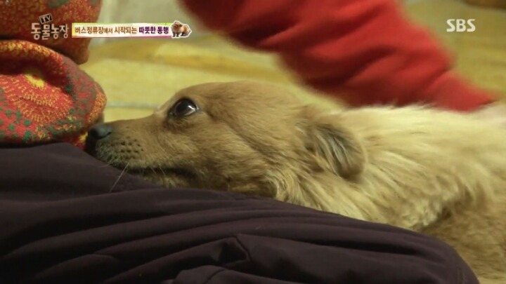 [동물농장] 할머니와 발바리의 따뜻한 우정 | 인스티즈