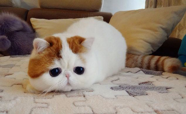 늘 시무룩한 스누피 고양이 | 인스티즈