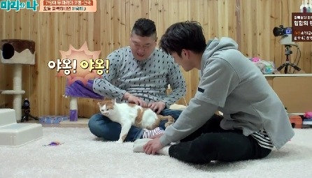 [마리와나] 뚱보냥 호동이 다이어트 시키기 (feat.먼지) | 인스티즈