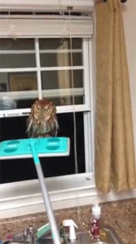 집에 부엉이 들어옴.gif | 인스티즈