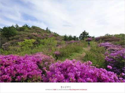 미송 이미지
